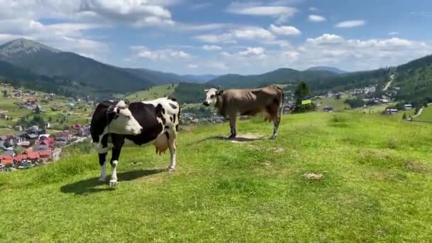 Primer plano de los toros Stud Beef y las vacas que pastan en la hierba en un campo, en Australia. comiendo heno y ensilado. razas incluyen parque de motas, gris murray, angus, brangus y wagyu y hereford - Imágenes, Vídeo