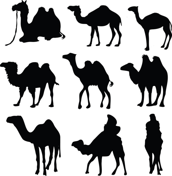 Camel silhouettes - Foto, afbeelding