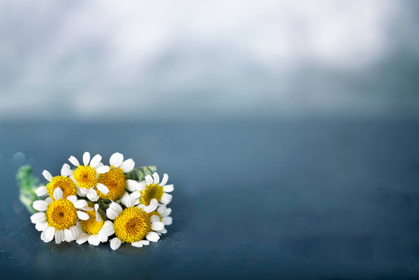 Heřmánkový květ v přední části barevného pozadí - Fotografie, Obrázek