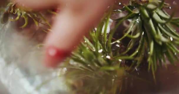 Kaukázusi nő üzletvezető vagy munkás növény bolt fürdés légköri tillandsia üvegtál belsejében virágok és vintage belső dekoráció kiegészítők áruház. Kisvállalkozás és kertészeti koncepció. - Felvétel, videó
