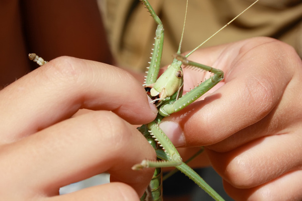 picaduras de insectos dedo
 - Foto, imagen