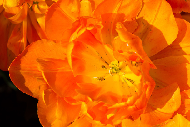 tulips in Keukenhof park - Фото, зображення