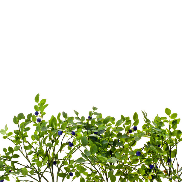 Bayas y hojas de arándano
 - Foto, imagen