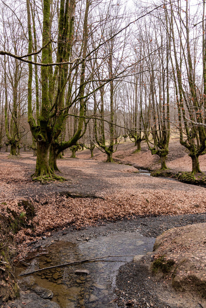 Goldener Glanz in der Umarmung der Natur: Die saisonale Transformation des Waldes von Otzarreta - Foto, Bild