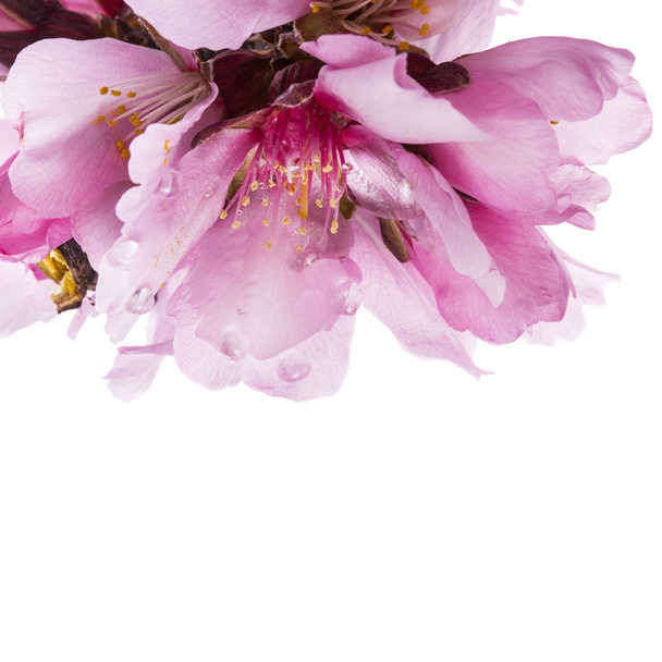 Tavaszi mandula virágok - Fotó, kép