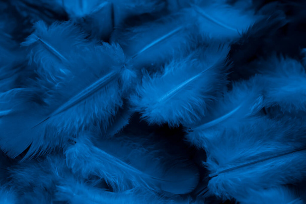 foto macro pombo pena azul. textura ou fundo - Foto, Imagem