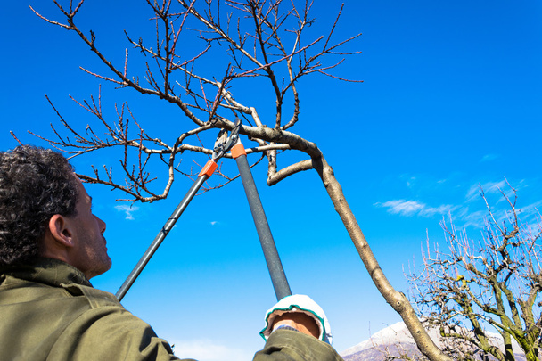 Tree pruning - Photo, Image