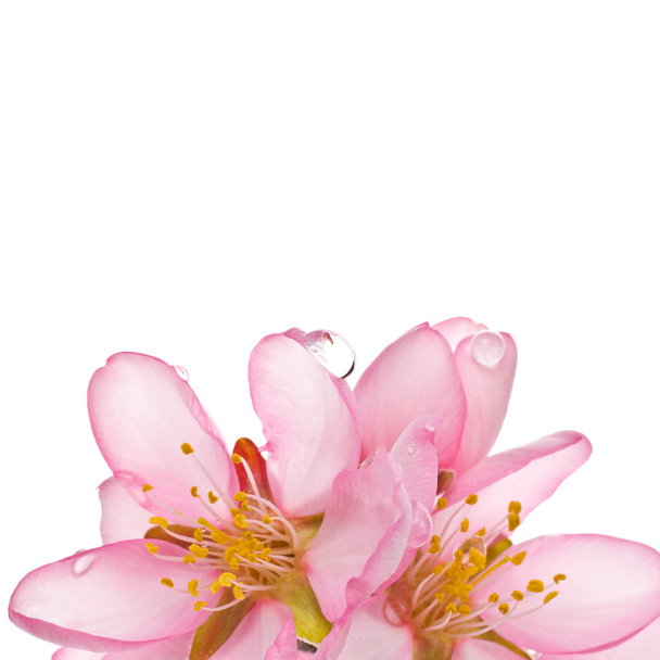 Flores de amêndoa de primavera
 - Foto, Imagem