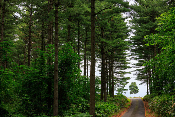 polkuja vihreässä metsässä - Valokuva, kuva