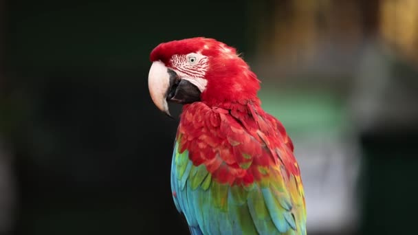 Guacamayo rojo y verde adulto - Imágenes, Vídeo