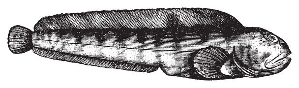 Морской волк, атлантический волк или сом, или анархикас рвотный
 - Вектор,изображение