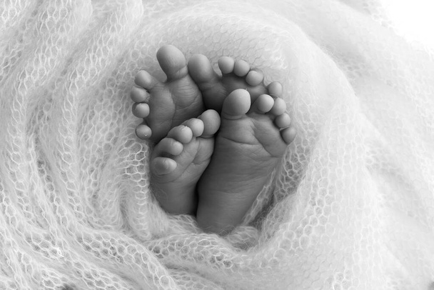 Legs, toes, feet and heels of newborn twins. Wrapped in a knitted blanket. Studio macro photography, close-up. Black and white photographs. Two newborns.  - Photo, Image