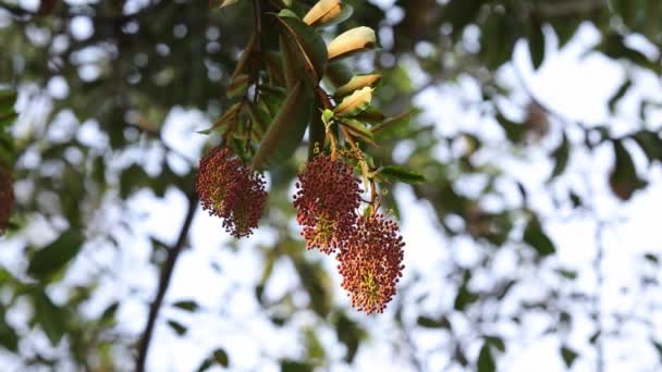 Drzewo kwitnące z gatunku Mabea fistulifera - Materiał filmowy, wideo