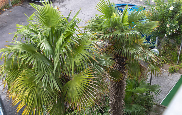 Пальмы в саду. Зеленые листья пальм. - Фото, изображение