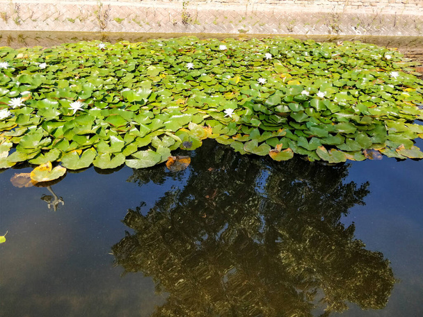 Rybník s nymfami v parku 1. května v Parmě. Kvalitní fotografie - Fotografie, Obrázek