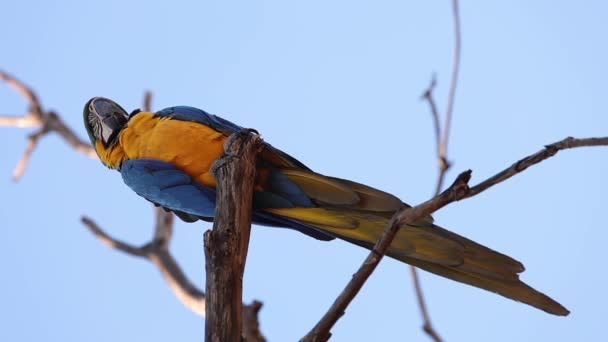 Felnőtt kék-sárga arapagáj - Felvétel, videó