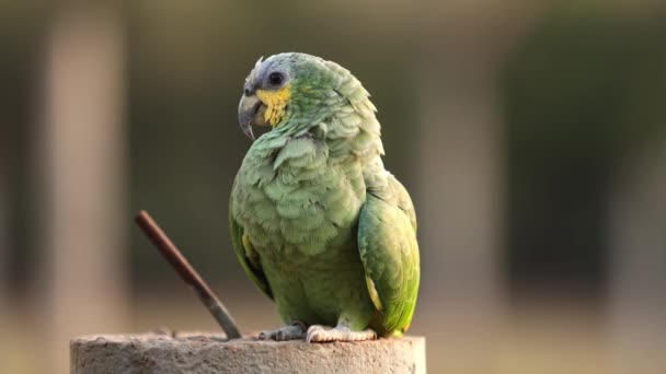 Adult Orange-winged Parrot of the species Amazona amazonica - Footage, Video