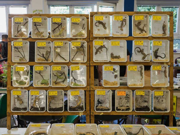 Jasna oferta różnych zwierząt terrariowych wyświetlana w gablocie w pudełkach z dokładnym opisem tych stworzeń na jednej z wymian terrariów - Zdjęcie, obraz