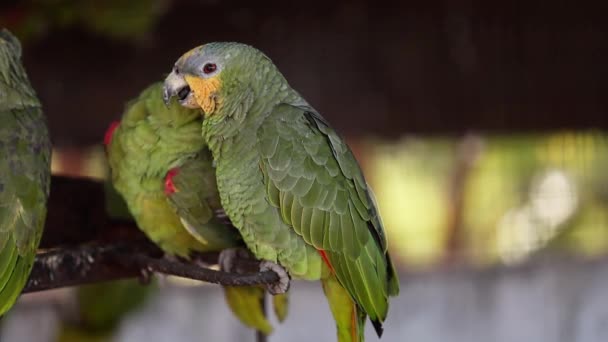 Az Amazona amazonica fajhoz tartozó kifejlett narancsszárnyú papagáj, amelyet a szabad visszahozatal céljából megmentettek - Felvétel, videó