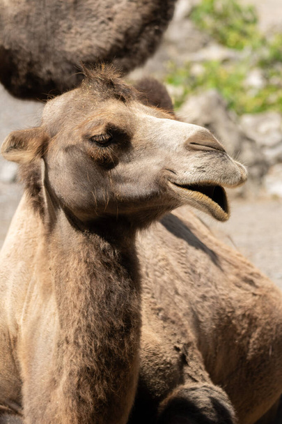Zürich, Schweiz, 3. August 2023 Wildes baktrisches Kamel oder Camelus Ferus F. Bactriana mit einem lustig lächelnden Gesicht im Zoo - Foto, Bild