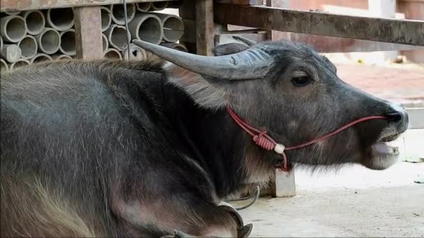 Filmación de un búfalo enano masticando el cuerno en el granero - Imágenes, Vídeo