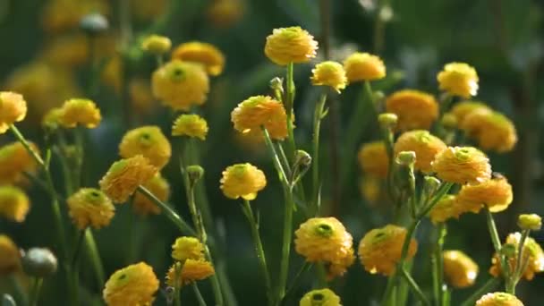 Όμορφα κίτρινα λουλούδια λικνίζονται στον άνεμο. Τα πράσινα φύλλα στο βάθος. Οι ακτίνες του ήλιου φωτίζουν όμορφα τα λουλούδια και το γρασίδι. - Πλάνα, βίντεο