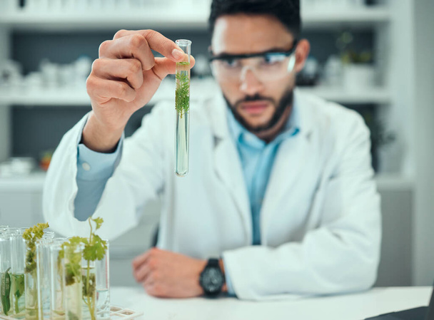 Science laboratory, test tube plant and man focus on biotechnology progress, study or botany research. Natural medicine development, clinical trial and male scientist inspection of chemical solution. - Photo, Image