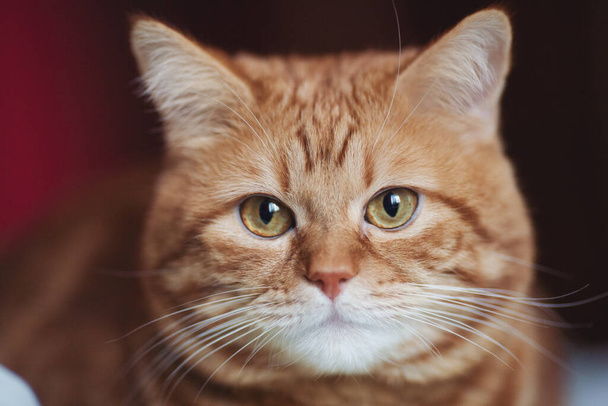 Ritratto di gatto tabby rosso, Guardando in camera su sfondo isolato, vista frontale. Il gatto grasso rossiccio stupito. Il concetto di animali domestici, animali e animali da accarezzare. Gatto soffice a casa.  - Foto, immagini