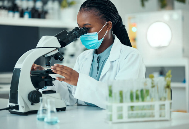 Microscope, black woman and laboratory plant, science study and analysis of natural pharmaceutical, drugs or biotechnology. Botany lab, research or female scientist check organic biochemistry sample. - Photo, Image