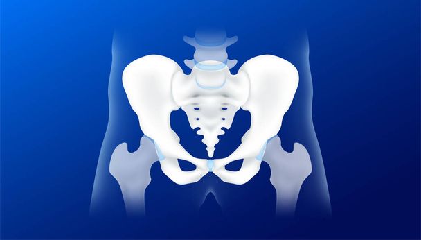 Человеческий таз или тазобедренная кость здоровы и суставной хрящ. Анатомический скелет выделен на синем фоне. Реалистичная трехмерная векторная иллюстрация. Здравоохранение, концепция медицинских рентгеновских пленок. - Вектор,изображение
