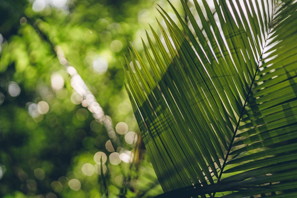 Gros plan de la feuille de palmier avec fond vert de la nature. Végétation de jungle, plantes tropicales et botaniques - Photo, image