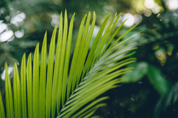 Vue rapprochée de la feuille de palmier vert avec fond naturel. Plantes et plantes botaniques tropicales de la forêt tropicale - Photo, image