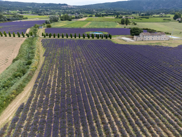Vue aérienne sur des rangées de lavande pourpre en fleurs, des champs verts et le village de Lacoste à Luberon, Provence, France en été - Photo, image
