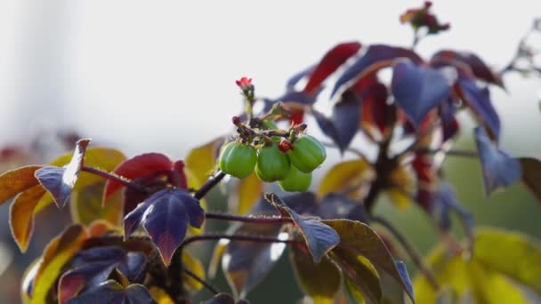 Bolest břicha Bush Rostlina druhu Jatropha gossypiifolia - Záběry, video