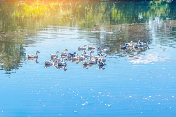 Білі гуси купаються в невеликому озері влітку - Фото, зображення