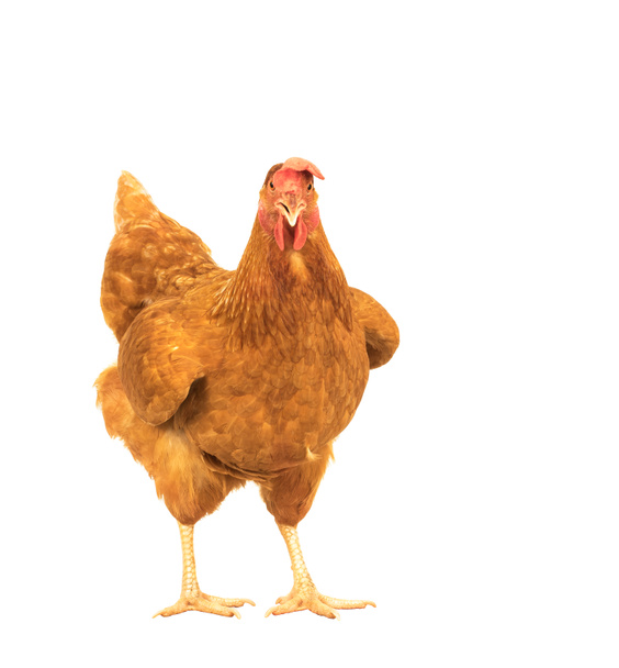 крупним планом портрет повне тіло коричневих жіночих яєць курча стоїть ш
 - Фото, зображення