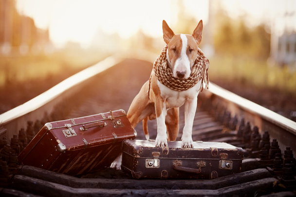 Inglés red bull terrier on rails with malitcases
. - Foto, Imagen
