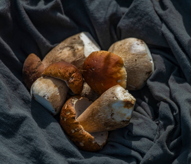 Taze yaz sıcağı dağlarının dışındaki biyolojik doğadan gelen yiyecek mantarları. - Fotoğraf, Görsel