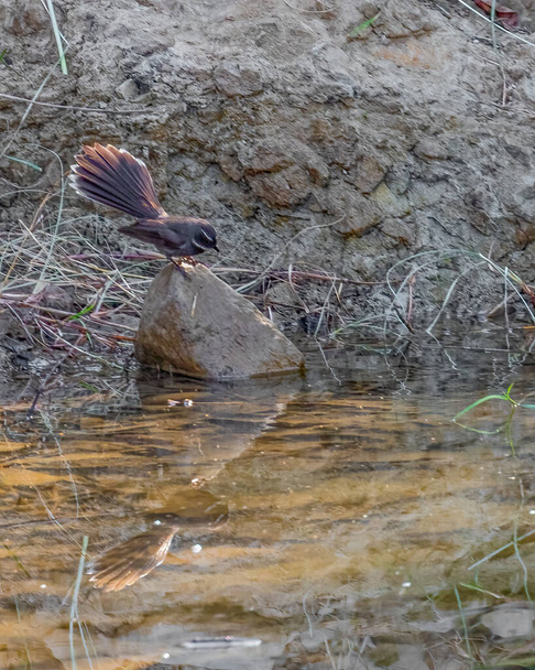 Ένα πουλί έτοιμο να πιει νερό. - Φωτογραφία, εικόνα