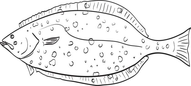 California halibut Side View Cartoon Drawing    - Vector, Image