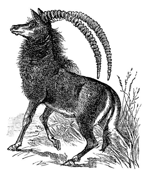 Sable antelope, aigocerus niger or hippotragus niger vintage eng - Vector, Image