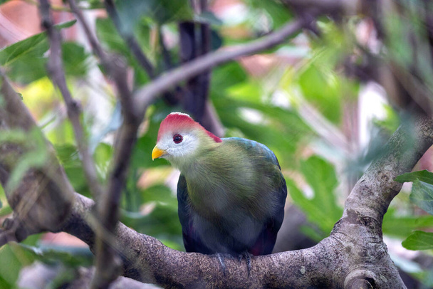 The Red-Crested Turaco, native to Africa, showcases its stunning crimson crown amidst lush green foliage. - Photo, Image