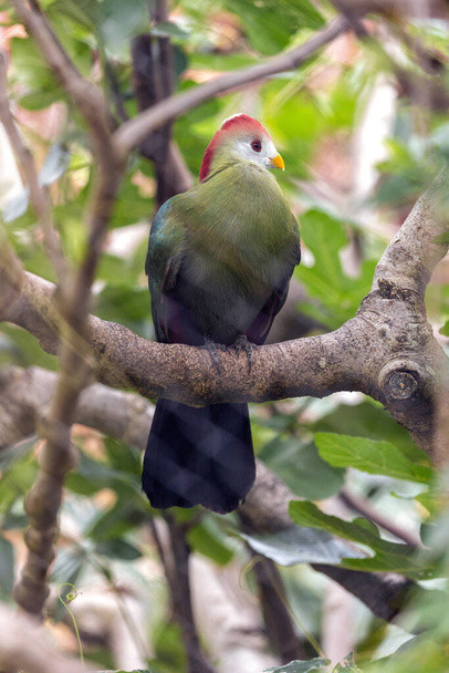 The Red-Crested Turaco, native to Africa, showcases its stunning crimson crown amidst lush green foliage. - Photo, Image