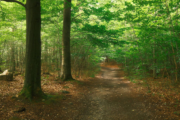 Yeşil orman ve yol, doğa arka planı - Fotoğraf, Görsel