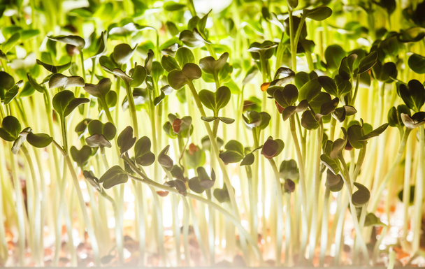 Nutritious green sprouts - Foto, Imagen