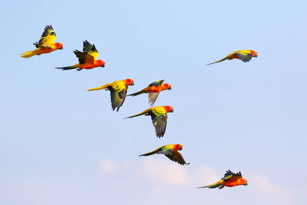 Colorful parrots flying in the sky. Free flying bird - Photo, Image