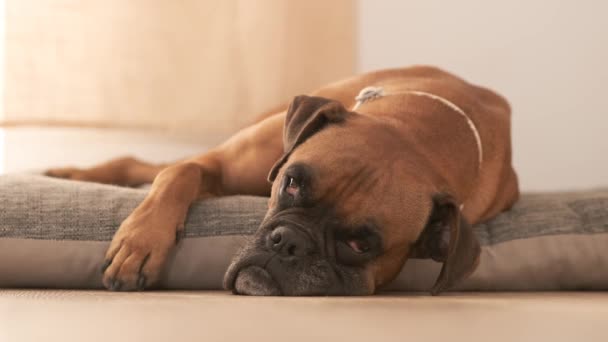 Rozkošný Boxer pes spí na pohodlném domácím lůžku ve světlém pokoji doma během dne - Záběry, video