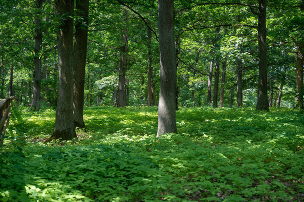 Sol brilha através de árvores, em um verde inimigos com muitas plantas verdes no chão - Foto, Imagem