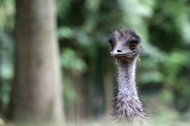 emu in Gefangenschaft - Foto, Bild