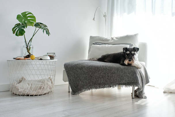 Perezoso perro doméstico Miniatura Schnauzer tumbado en un sofá cubierto de cuadros en un apartamento ligero - Foto, imagen